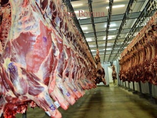 Carne Bovina
 