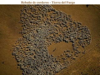 Rebaño de corderos - Tierra del Fuego