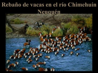 Rebaño de vacas en el río Chimehuín Neuquén 