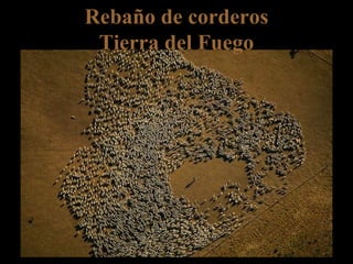 Rebaño de corderos Tierra del Fuego 