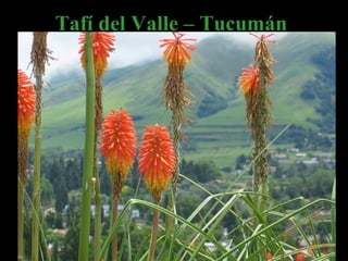 Tafí del Valle – Tucumán 