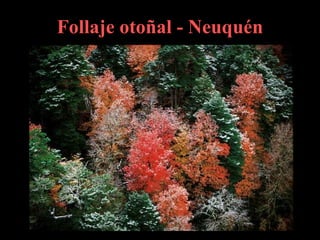Follaje otoñal - Neuquén 