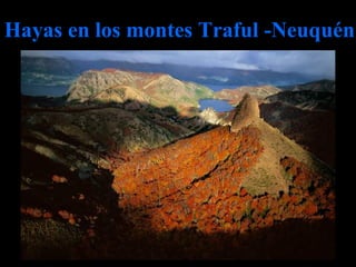 Hayas en los montes Traful -Neuquén 