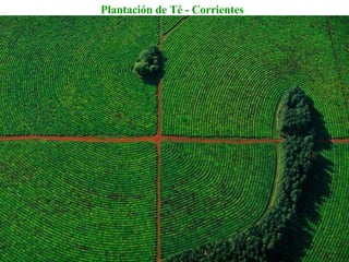Plantación de Té - Corrientes 
