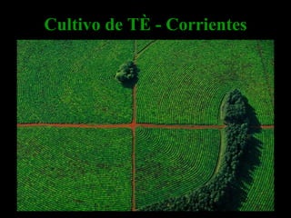 Cultivo de Té - Corrientes 
