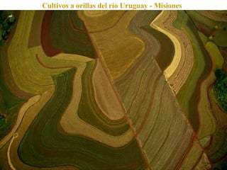 Cultivos a orillas del río Uruguay - Misiones