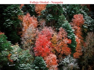 Follaje Otoñal - Neuquén