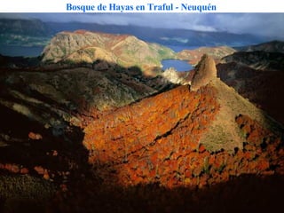 Bosque de Hayas en Traful - Neuquén