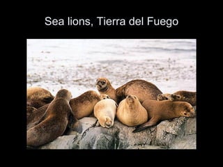 Sea lions, Tierra del Fuego 