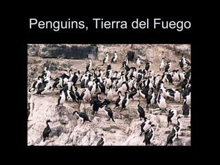 Penguins, Tierra del Fuego 