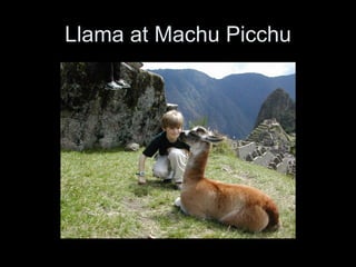Llama at Machu Picchu 