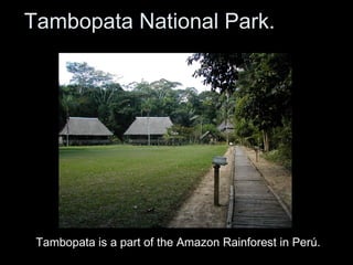 Tambopata National Park.  Tambopata is a part of the Amazon Rainforest in Per ú.   