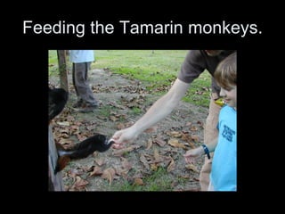 Feeding the Tamarin monkeys. 