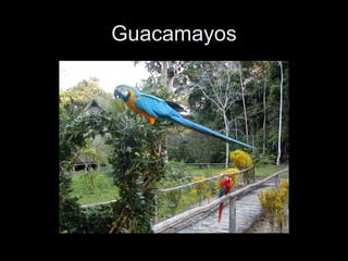Guacamayos 