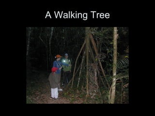 A Walking Tree 