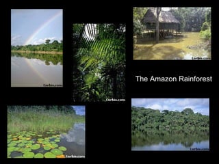 The Amazon Rainforest 