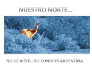 NUESTRO NORTE…NO LO VISTE…NO CONOCES ARGENTINA