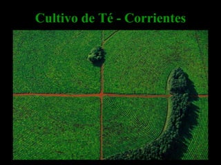Cultivo de Té - Corrientes
 