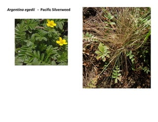 Argentina egedii - Pacific Silverweed

 