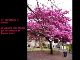 Av. Directorio y Varela El Lapacho más florido que se conozca en Buenos Aires 
