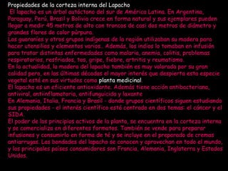 Propiedades de la corteza interna del Lapacho El lapacho es un árbol autóctono del sur de América Latina. En Argentina, Paraguay, Perú, Brasil y Bolivia crece en forma natural y sus ejemplares pueden llegar a medir 45 metros de alto con troncos de casi dos metros de diámetro y grandes flores de color púrpura. Los guaraníes y otros grupos indígenas de la región utilizaban su madera para hacer utensilios y elementos varios.. Además, los indios lo tomaban en infusión para tratar distintas enfermedades como malaria, anemia, colitis, problemas respiratorios, resfriados, tos, gripe, fiebre, artritis y reumatismo.  En la actualidad, la madera del lapacho también es muy valorada por su gran calidad pero, en las últimas décadas el mayor interés que despierta esta especie vegetal está en sus virtudes como  planta medicinal .  El lapacho es un eficiente antioxidante. Además tiene acción antibacteriana, antiviral, antiinflamatoria, antifunguicida y laxante En Alemania, Italia, Francia y Brasil - donde grupos científicos siguen estudiando sus propiedades - el interés científico está centrado en dos temas: el cáncer y el SIDA.  El poder de los principios activos de la planta, se encuentra en la corteza interna y se comercializa en diferentes formatos. También se vende para preparar infusiones y consumirlo en forma de té y se incluye en el preparado de cremas antiarrugas. Las bondades del lapacho se conocen y aprovechan en todo el mundo, y los principales países consumidores son Francia, Alemania, Inglaterra y Estados Unidos. 