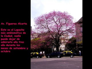 Av. Figueroa Alcorta Este es el Lapacho más emblemático de la Ciudad, nadie puede dejar de admirarlo año tras año durante los meses de setiembre y octubre 
