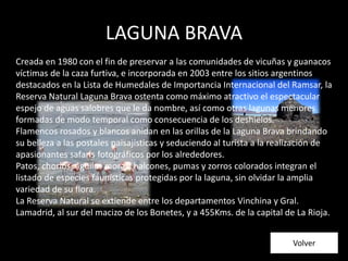 LAGUNA BRAVA
Creada en 1980 con el fin de preservar a las comunidades de vicuñas y guanacos
víctimas de la caza furtiva, e incorporada en 2003 entre los sitios argentinos
destacados en la Lista de Humedales de Importancia Internacional del Ramsar, la
Reserva Natural Laguna Brava ostenta como máximo atractivo el espectacular
espejo de aguas salobres que le da nombre, así como otras lagunas menores
formadas de modo temporal como consecuencia de los deshielos.
Flamencos rosados y blancos anidan en las orillas de la Laguna Brava brindando
su belleza a las postales paisajísticas y seduciendo al turista a la realización de
apasionantes safaris fotográficos por los alrededores.
Patos, chorlos, águilas moras, halcones, pumas y zorros colorados integran el
listado de especies faunísticas protegidas por la laguna, sin olvidar la amplia
variedad de su flora.
La Reserva Natural se extiende entre los departamentos Vinchina y Gral.
Lamadrid, al sur del macizo de los Bonetes, y a 455Kms. de la capital de La Rioja.
Volver
 