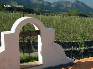 Salta  - viñedos 