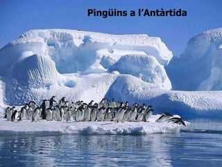 Pingüins a l’Antàrtida 