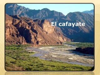 El cafayate
 