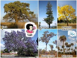 O m b
ú
J a c a r a n d á
Ar a u c a r
i a
L a p a c h o
a m a r i l l o
Q u e b r a c h o P a l m e r a s
 