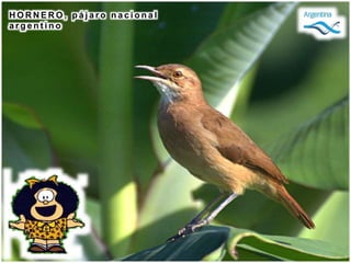 H O R N E R O , p á j a r o n a c i o n a l
a r g e n t i n o
 