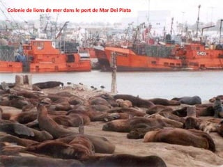 Colonie de lions de mer dans le port de Mar Del Plata 
