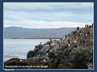 Cormorants on an island on the Beagle
Channel
 