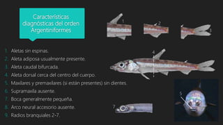 Características
diagnósticas del orden
Argentiniformes
1. Aletas sin espinas.
2. Aleta adiposa usualmente presente.
3. Aleta caudal bifurcada.
4. Aleta dorsal cerca del centro del cuerpo.
5. Maxilares y premaxilares (si están presentes) sin dientes.
6. Supramaxila ausente.
7. Boca generalmente pequeña.
8. Arco neural accesorio ausente.
9. Radios branquiales 2-7.
1
3
2
4
5
7
 