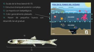 10. Escala de la línea lateral 40-70.
11. Estructura branquial posterior compleja.
12. La mayoría son batipelágicos.
13. Color generalmente plateado.
14. Nacen de pequeños huevos con
desarrollo larval gradual.
10
13
 