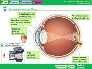 Argiaren pertzepzioa. Begia Argia  korneatik  sartzen da Irisak  argi kopurua kontrolatzen du Begi-ninia  handitu edo txikitu egiten da argiaren arabera Alderantzizko irudia  erretinan  eratzen da Nerbio optikoa  nerbio-bultzadak transmititzen ditu Kristalinoak  irudiak enfokatzen ditu NOLA FUNTZIONATZEN DU ARGAZKI KAMERA BATEK? 
