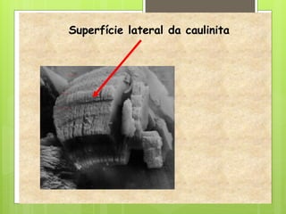 Superfície lateral da caulinita
- - -
- -
- -
-
 