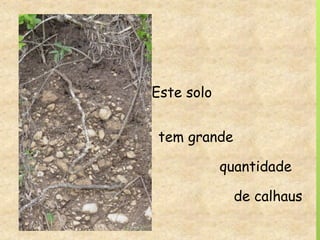 Este solo
tem grande
quantidade
de calhaus
 