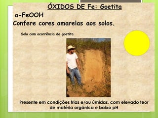 ÓXIDOS DE Fe: Goetita
a-FeOOH
Confere cores amarelas aos solos.
Solo com ocorrência de goetita
Presente em condições frias e/ou úmidas, com elevado teor
de matéria orgânica e baixo pH
 