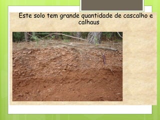 Este solo tem grande quantidade de cascalho e
calhaus
 