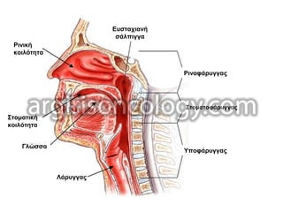 Λάρυγγας
Στοματοφάρυγγας
Υποφάρυγγας
Ρινοφάρυγγας
Ευσταχιανή
σάλπιγγα
Γλώσσα
Στοματική
κοιλότητα
Ρινική
κοιλότητα
 