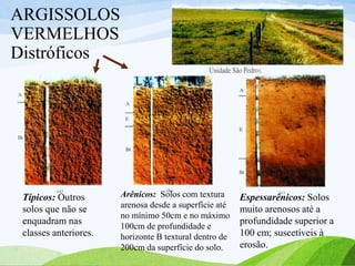 ARGISSOLOS
VERMELHOS
Distróficos
Típicos: Outros
solos que não se
enquadram nas
classes anteriores.
Arênicos: Solos com textura
arenosa desde a superfície até
no mínimo 50cm e no máximo
100cm de profundidade e
horizonte B textural dentro de
200cm da superfície do solo.
Espessarênicos: Solos
muito arenosos até a
profundidade superior a
100 cm; suscetíveis à
erosão.
 