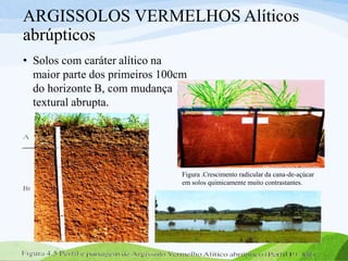 ARGISSOLOS VERMELHOS Alíticos
abrúpticos
• Solos com caráter alítico na
maior parte dos primeiros 100cm
do horizonte B, com mudança
textural abrupta.
Figura .Crescimento radicular da cana-de-açúcar
em solos quimicamente muito contrastantes.
 