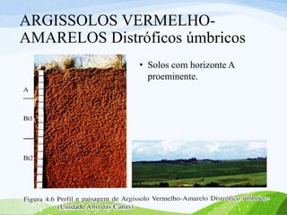 ARGISSOLOS VERMELHO-
AMARELOS Distróficos úmbricos
• Solos com horizonte A
proeminente.
 
