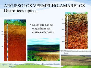ARGISSOLOS VERMELHO-AMARELOS
Distróficos típicos
• Solos que não se
enquadram nas
classes anteriores.
 