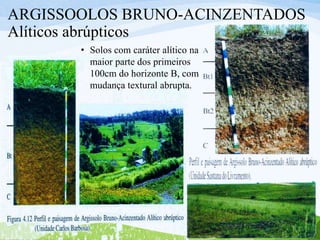 ARGISSOOLOS BRUNO-ACINZENTADOS
Alíticos abrúpticos
• Solos com caráter alítico na
maior parte dos primeiros
100cm do horizonte B, com
mudança textural abrupta.
 