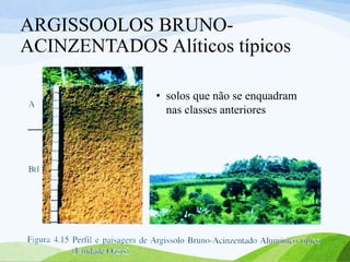 ARGISSOOLOS BRUNO-
ACINZENTADOS Alíticos típicos
• solos que não se enquadram
nas classes anteriores
 
