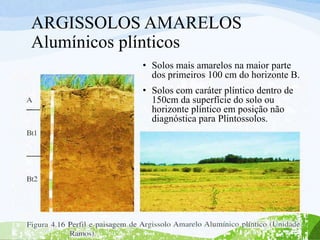 ARGISSOLOS AMARELOS
Alumínicos plínticos
• Solos mais amarelos na maior parte
dos primeiros 100 cm do horizonte B.
• Solos com caráter plíntico dentro de
150cm da superfície do solo ou
horizonte plíntico em posição não
diagnóstica para Plintossolos.
 