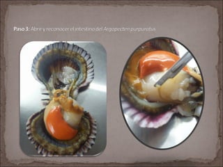Argopecten purpuratus final PPT